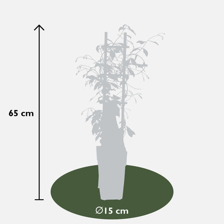 Livraison plante Jasmin étoilé - lot de 2 jasmins