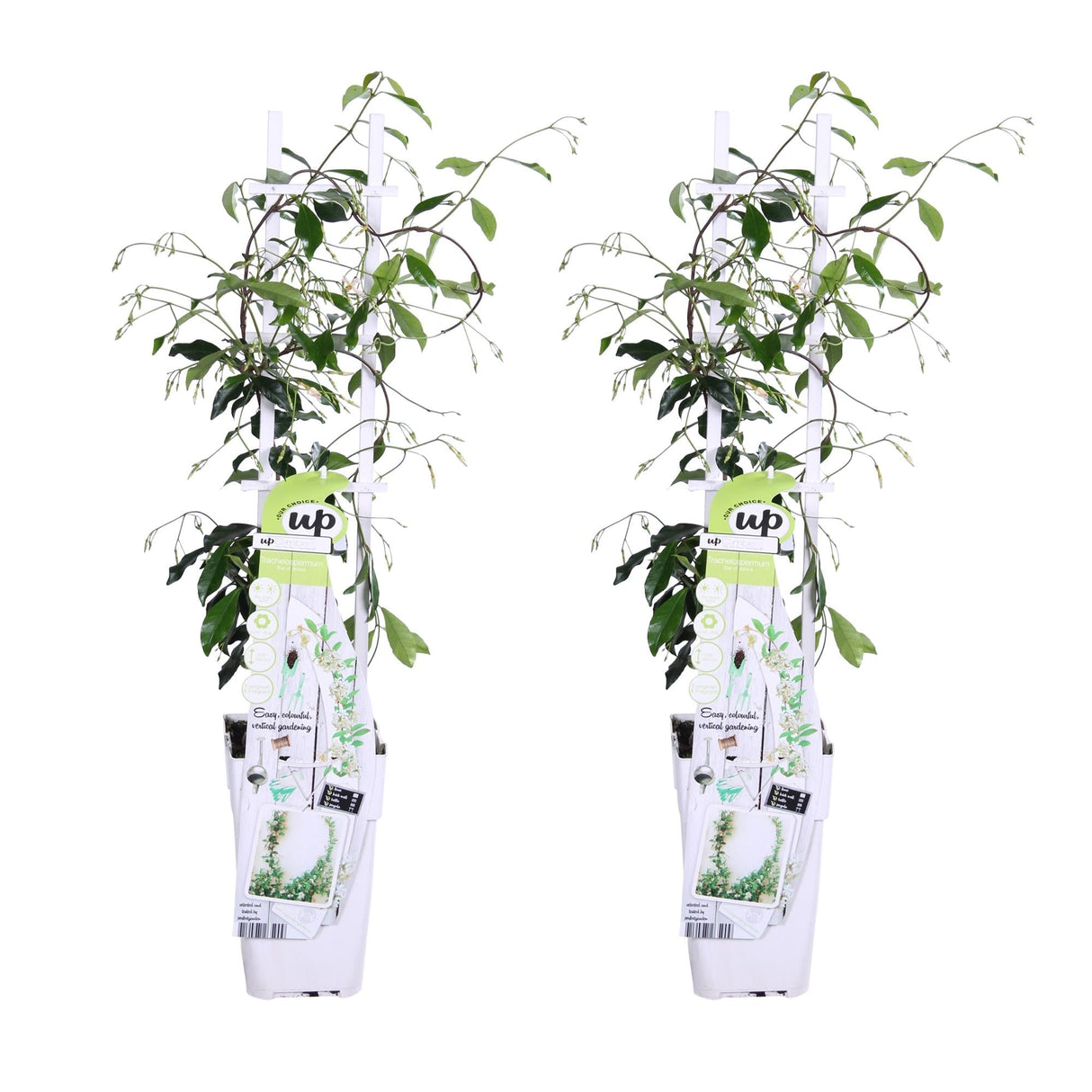 Livraison plante Jasmin étoilé - lot de 2 jasmins