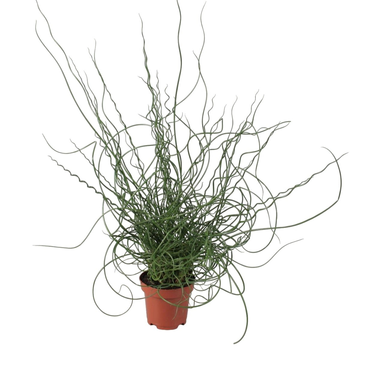 Livraison plante Juncus Effusus Spiralis