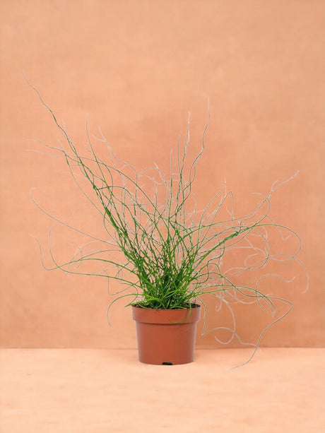 Livraison plante Juncus Liebeslocken