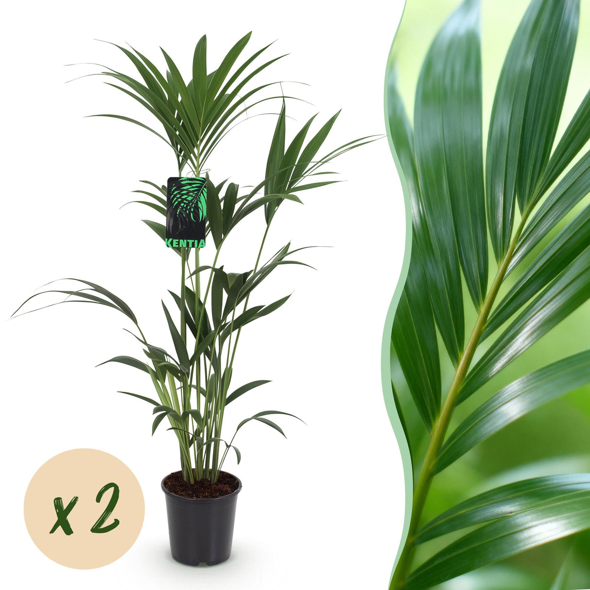 Livraison plante Kentia Howea forsteriana