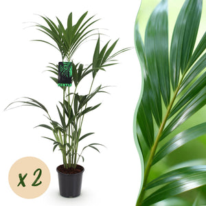 Livraison plante Kentia Howea forsteriana