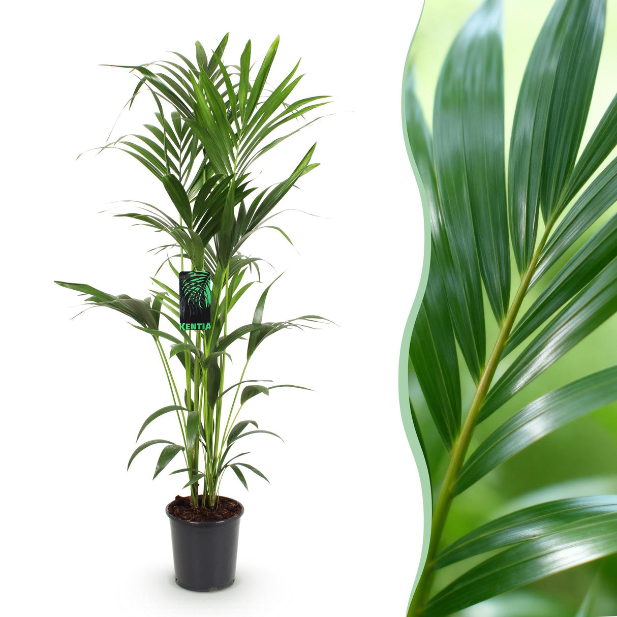 Livraison plante Kentia Howea Forsteriana d24cm H40cm