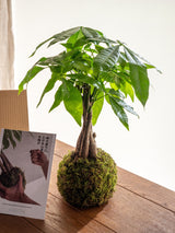 Livraison plante Kit Kokedama - Pachira