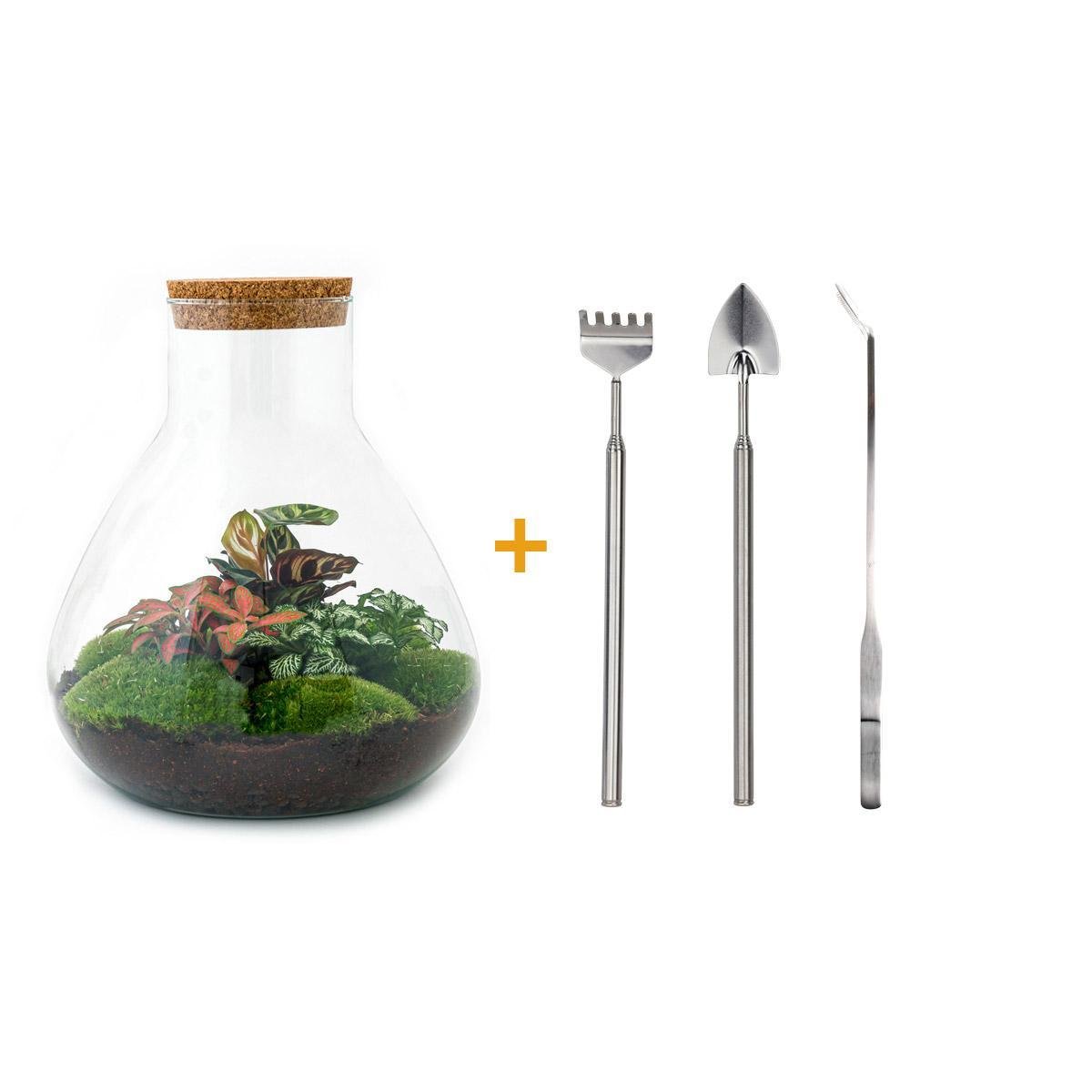 Livraison plante Kit Terrarium DIY 3 plantes - SAMOS