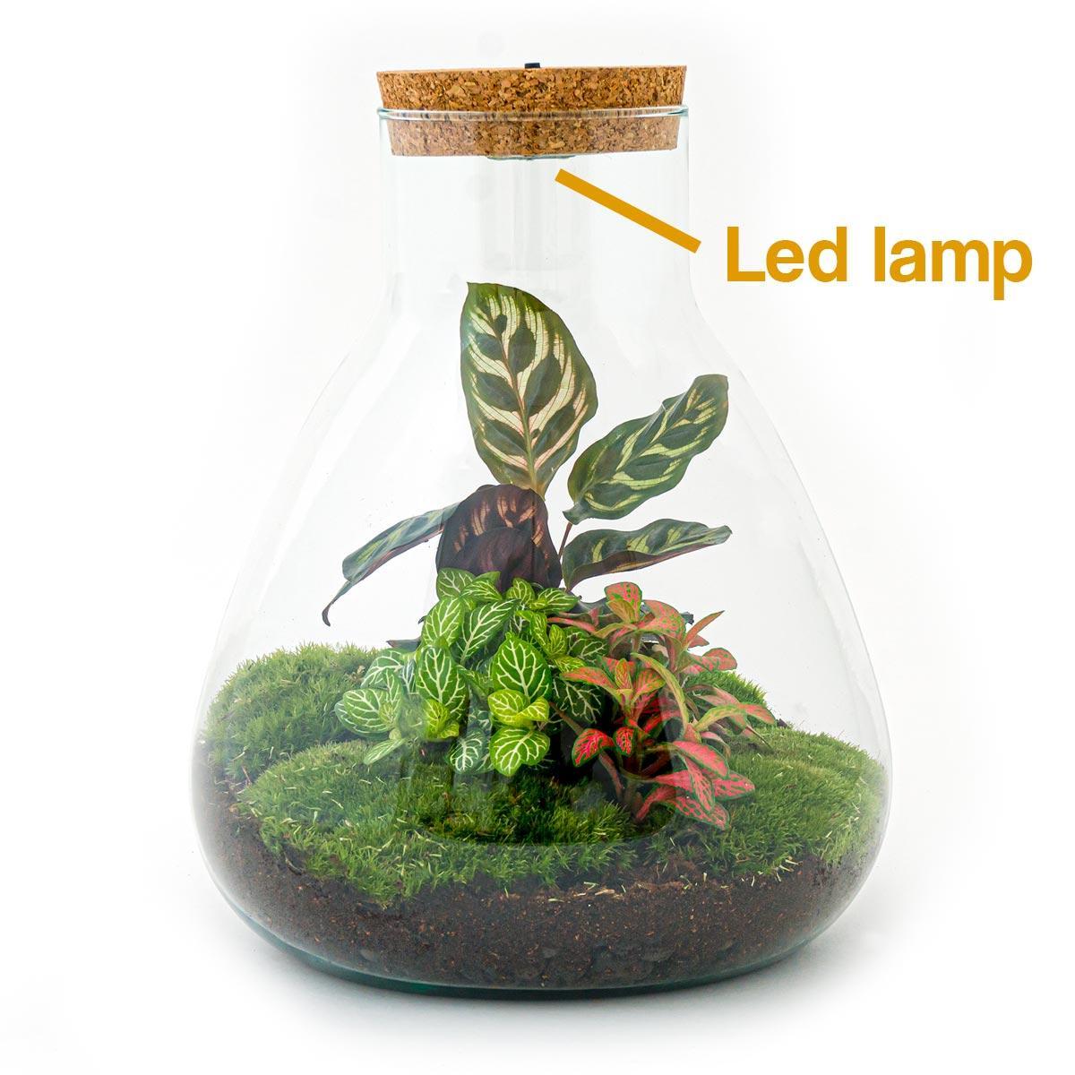 Livraison plante Kit Terrarium DIY 3 plantes - SAMOS