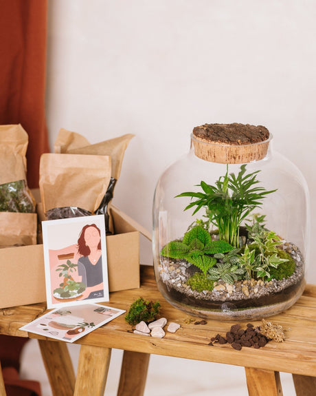 Livraison plante Kit Terrarium DIY - ACAPULCO