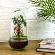 Livraison plante Kit Terrarium DIY - ALMA