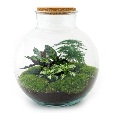 Livraison plante Kit Terrarium DIY - BAOBAB