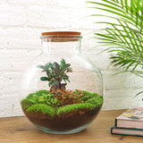Livraison plante Kit Terrarium DIY - BAOBAB