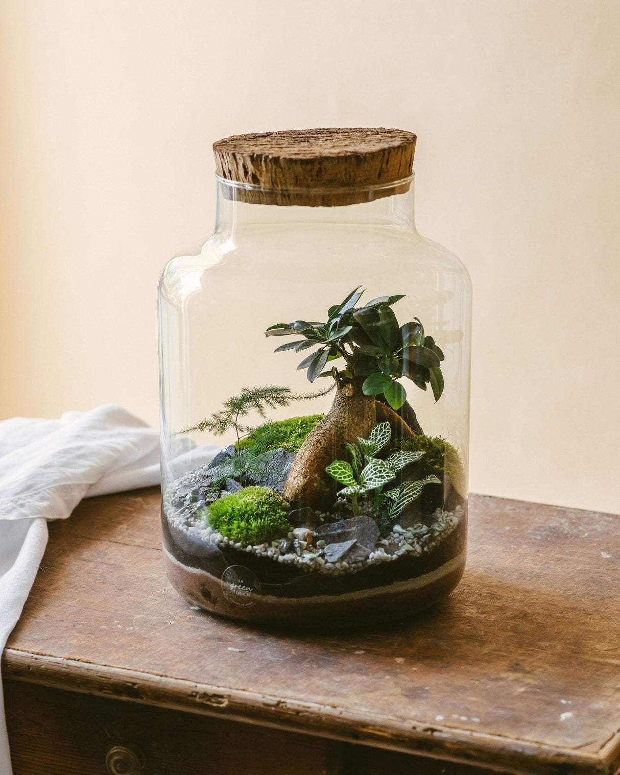 Livraison plante Kit Terrarium DIY - CORTICA