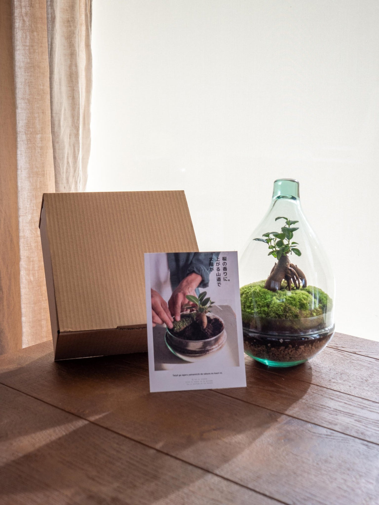 Livraison plante Kit Terrarium DIY - CORTICA