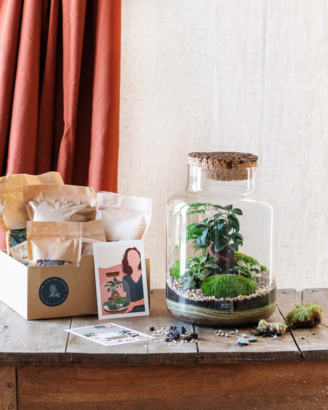 Livraison plante Kit Terrarium DIY - CORTICA