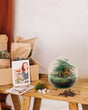 Livraison plante Kit Terrarium DIY - DOME