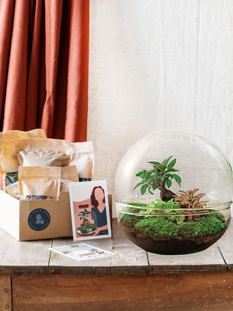 Livraison plante Kit Terrarium DIY - DOME XL