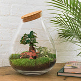 Livraison plante Kit Terrarium DIY - DOORN