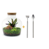 Livraison plante Kit Terrarium DIY - JOY