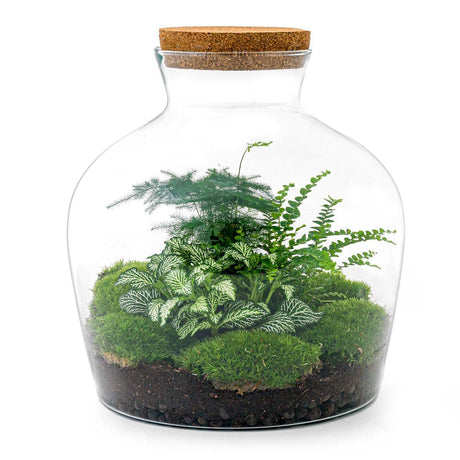 Livraison plante Kit Terrarium DIY - JOY