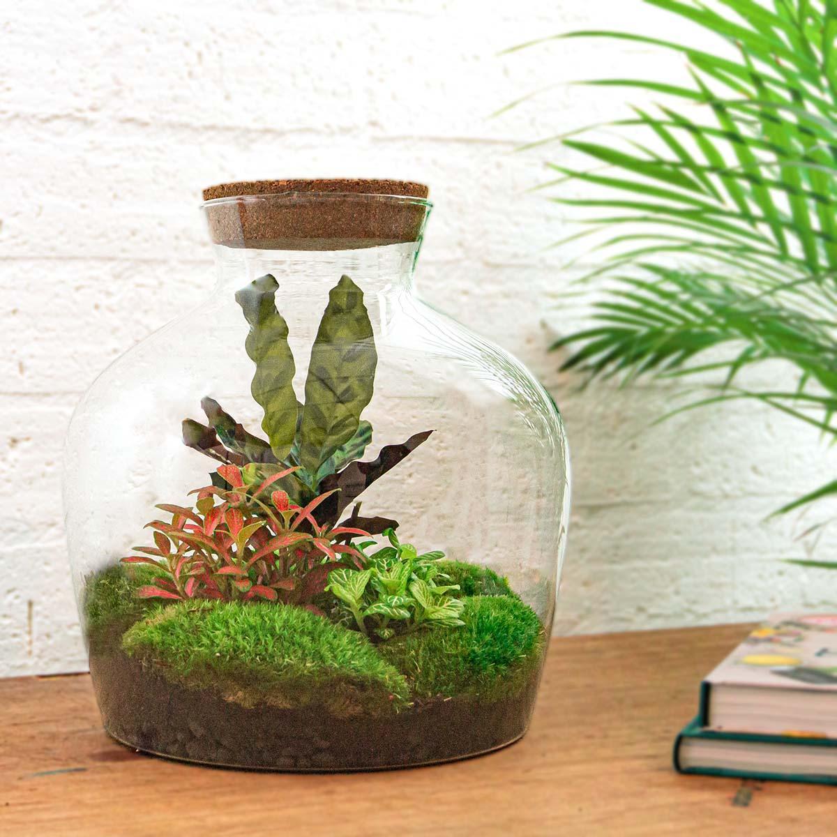 Livraison plante Kit Terrarium DIY - JOY