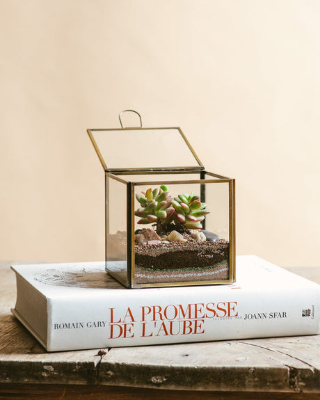 Livraison plante Kit Terrarium DIY - MEXICO