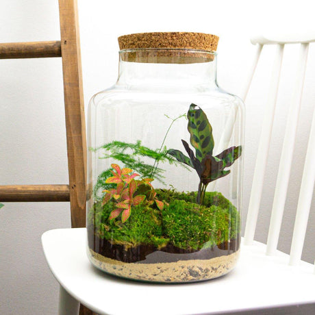 Livraison plante Kit Terrarium DIY - MILA