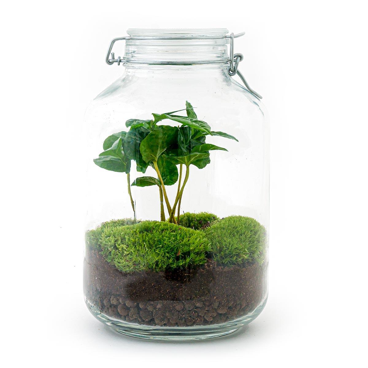 Livraison plante Kit terrarium DIY - OSLO