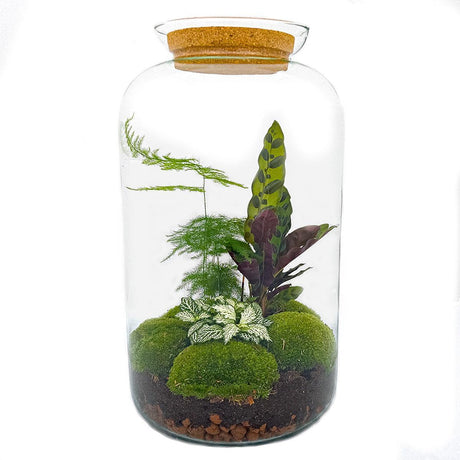 Livraison plante Kit Terrarium DIY - SALEN