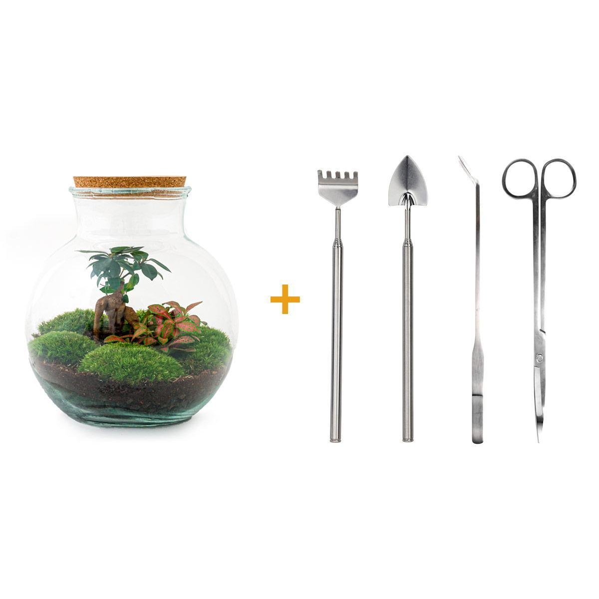 Livraison plante Kit Terrarium DIY - TEDDY