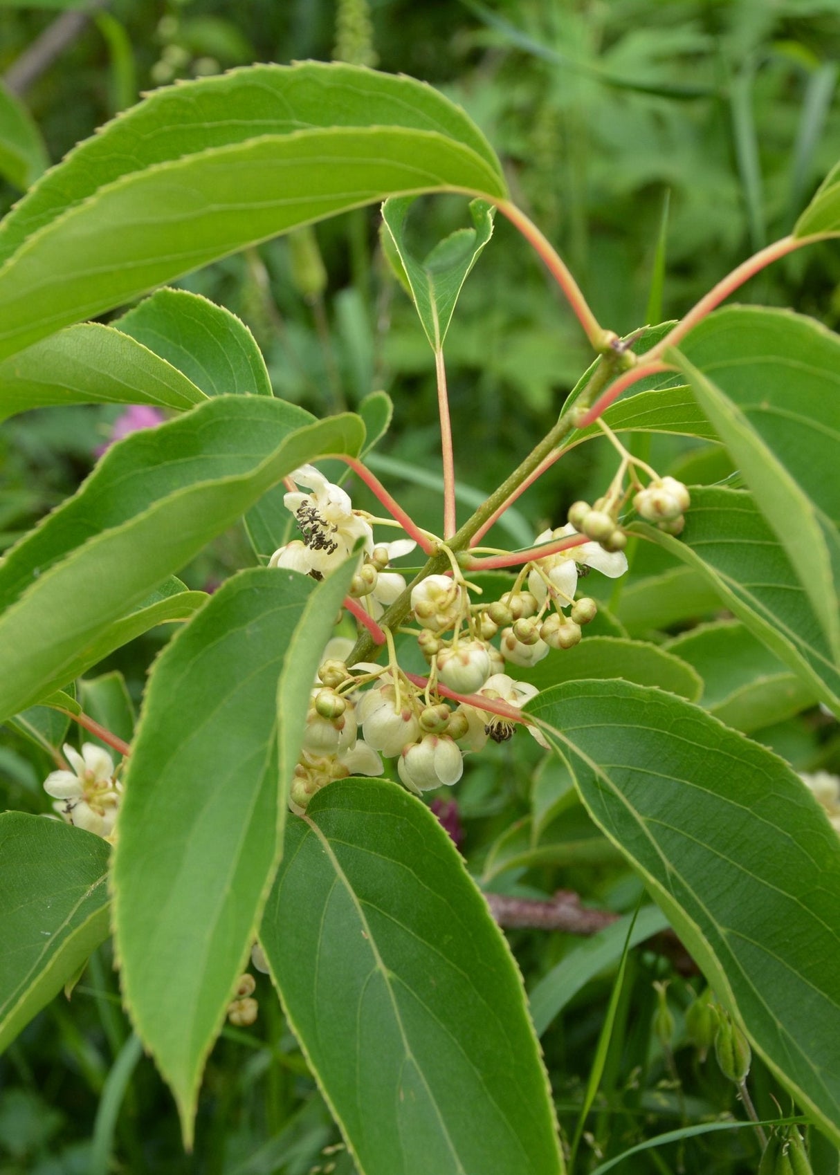 Livraison plante Kiwi arguta Issai - arbuste fruitier