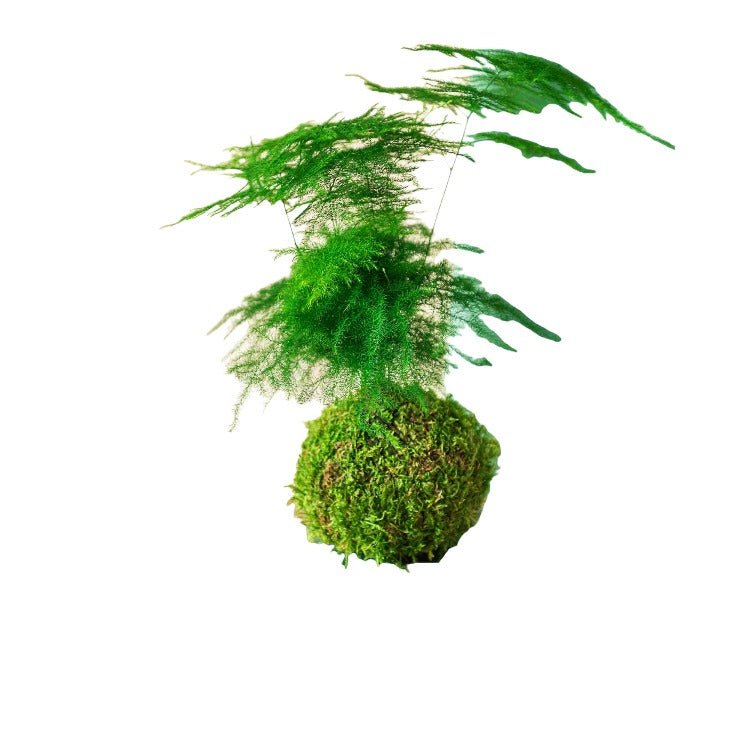 Livraison plante Kokedama - Asparagus