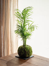 Livraison plante Kokedama - Chamaedorea