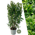 Livraison plante Laurier h150cm pour 10 mètres linéaires de haie 20x15L