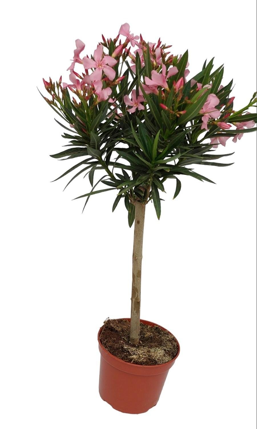 Livraison plante Laurier Oleander Stam