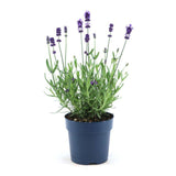 Livraison plante Lavande angustifolia Felice® lot de 6 - 12 cm - Plante fleurie extérieur