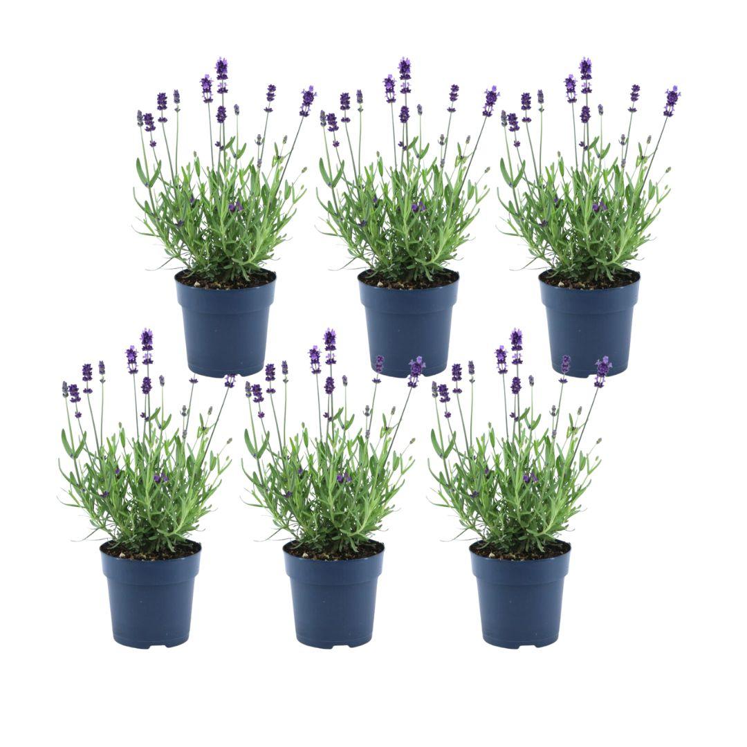 Livraison plante Lavande angustifolia Felice® lot de 6 - 12 cm - Plante fleurie extérieur