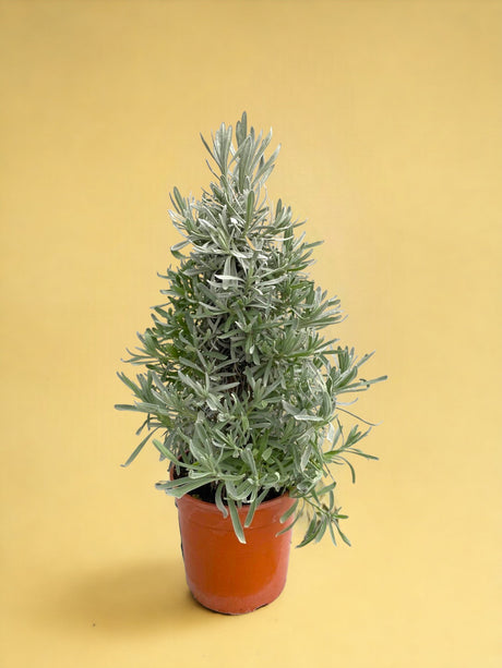 Livraison plante Lavande angustifolia pyramide