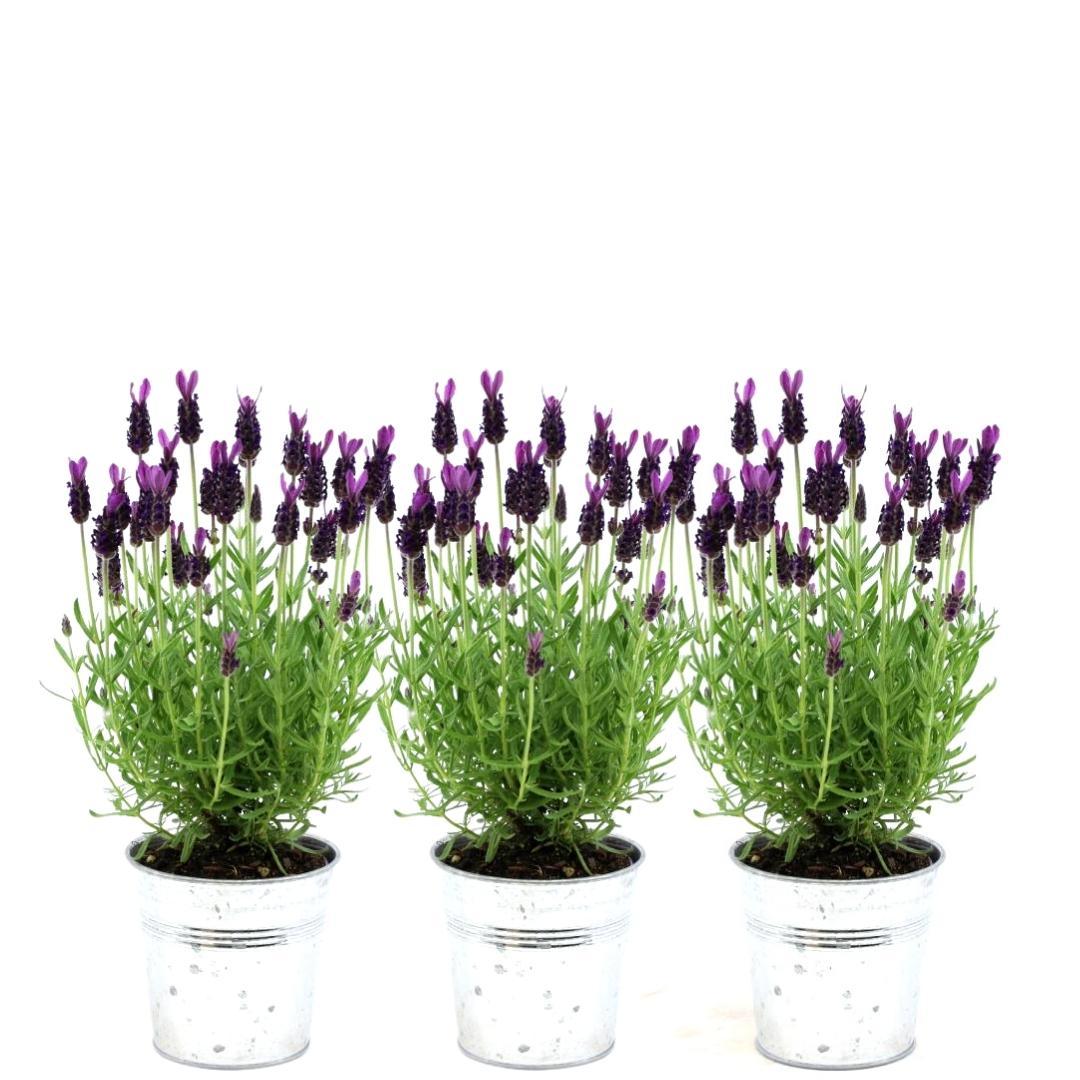 Livraison plante Lavande en pot - lot de 3 - Ø13cm - plante fleurie d'extérieur