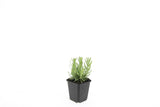 Livraison plante Lavande 'Hidcote' - Lot de 6