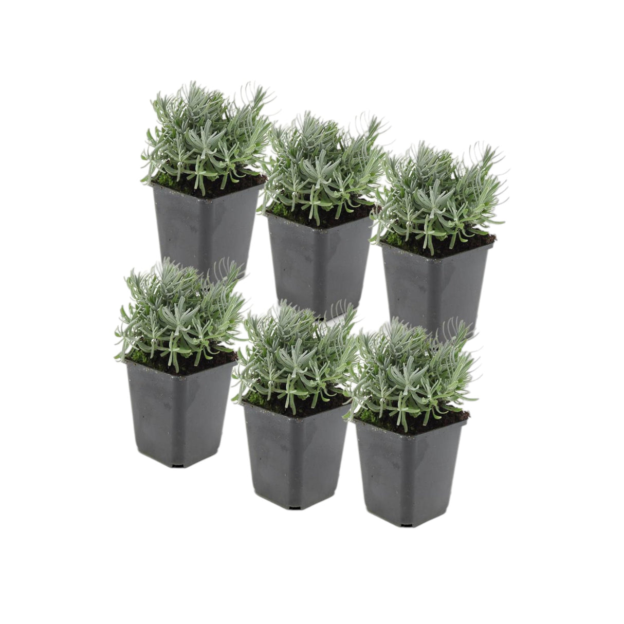 Livraison plante Lavande 'Hidcote' - Lot de 6