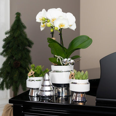 Livraison plante Le Chic - Pot décoratif en céramique blanche