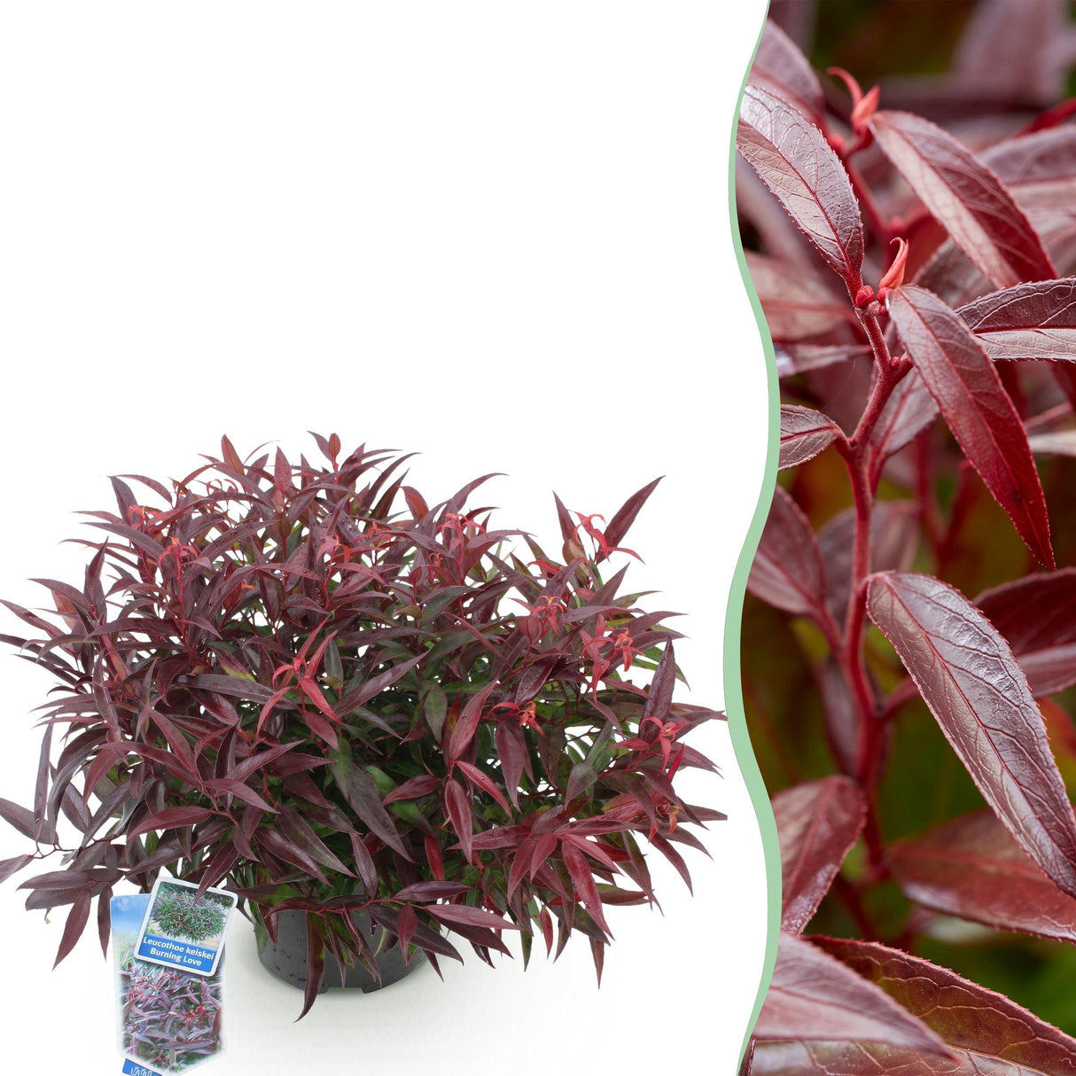 Livraison plante Leucothoe Burning Love en pot