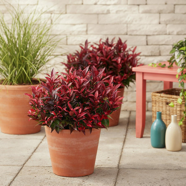 Livraison plante Leucothoe Zeblid – Lot de 2 – Pot 17 cm – Hauteur 45 cm
