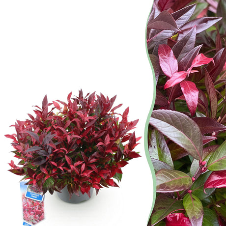 Livraison plante Leucothoe Zeblid x2