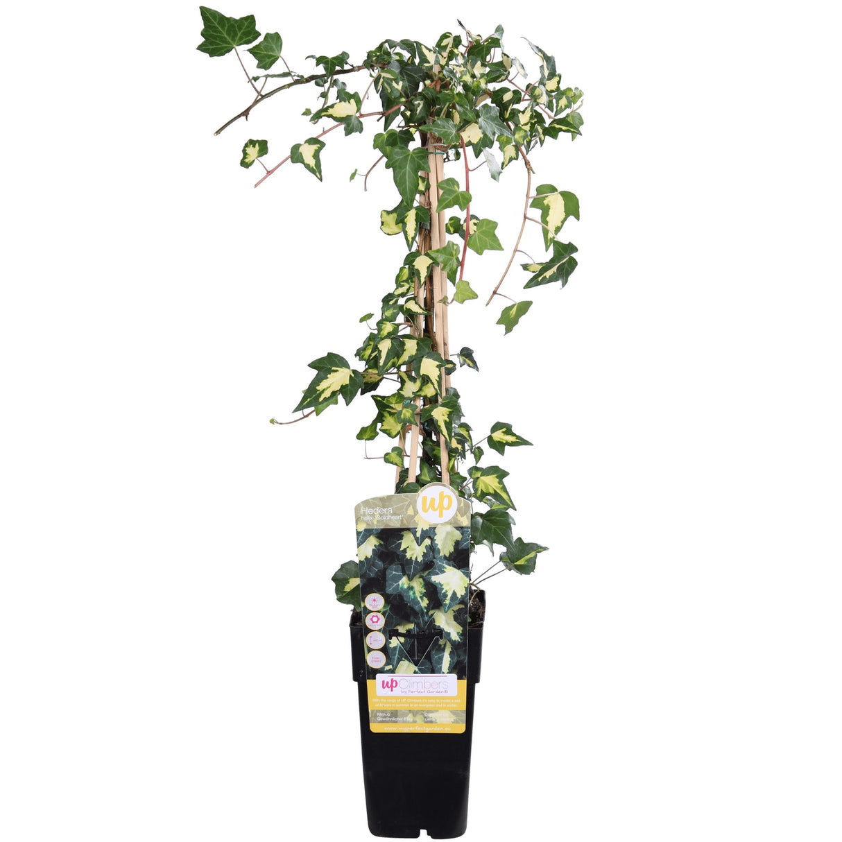 Livraison plante Lierre Hedera Helix 'Goldheart' - ↨65cm - Ø15 - plante d'extérieur