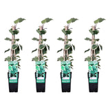 Livraison plante Lierre - lot de 4 - ↨65cm - Ø15 - plante grimpante extérieur