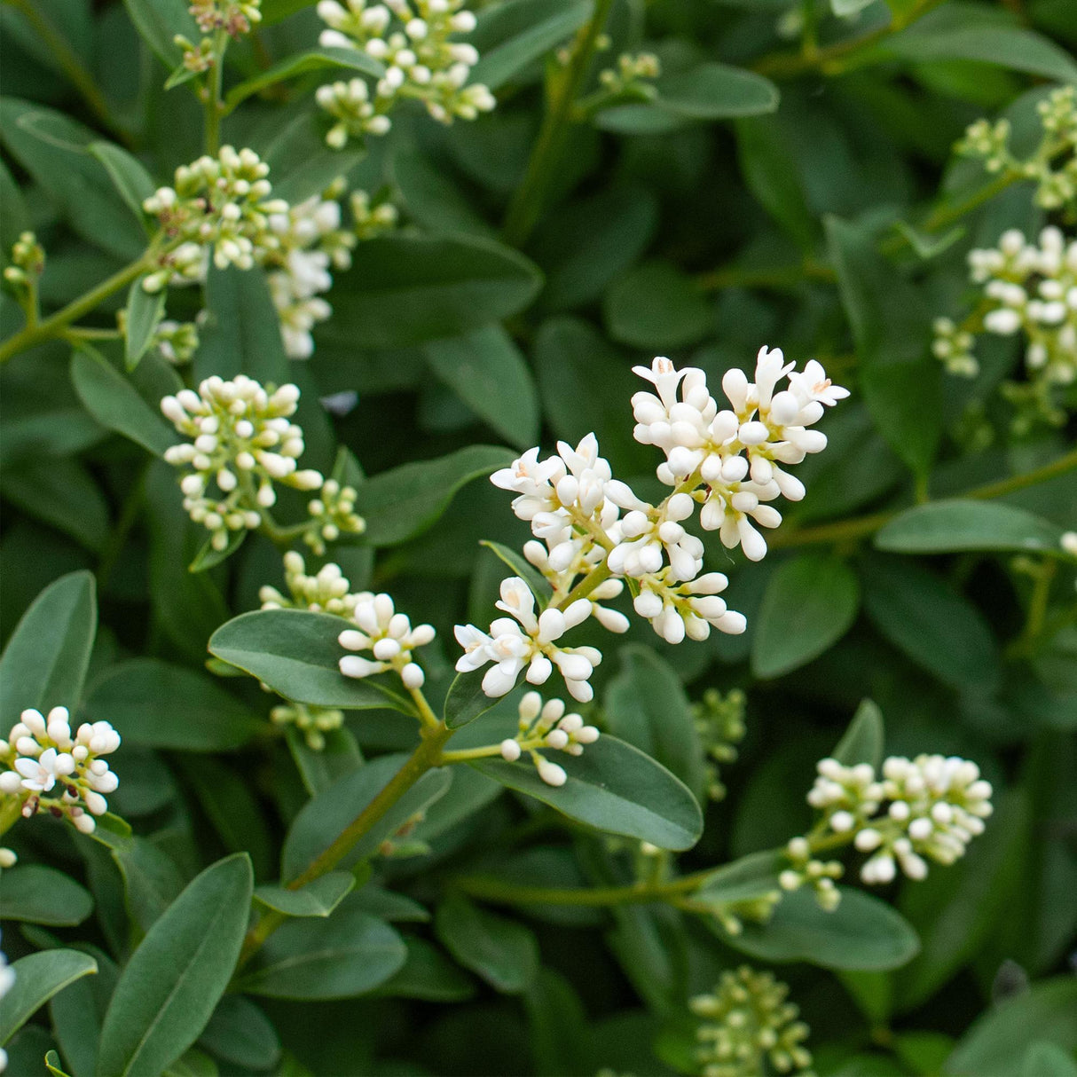 Livraison plante Ligustrum ovalifolium – Lot de 8 – Pot 9 cm – Hauteur 35 cm