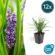 Livraison plante Liriope muscari 'Big Blue - 12x h25cm d9cm