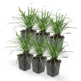 Livraison plante Liriope Muscari Big Blue