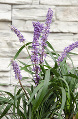 Livraison plante Liriope muscari 'Ingwersen'