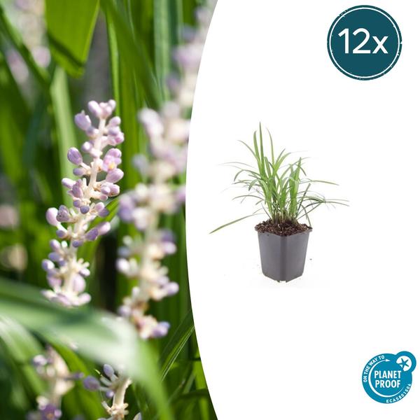 Livraison plante Liriope muscari Monroe White